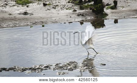 Egretta Garzetta, Santoï¿½a, Cantabria, Spain