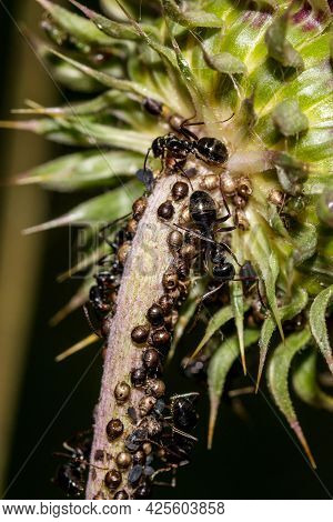 Macro Of A Biological Fight Between Ants And Pests