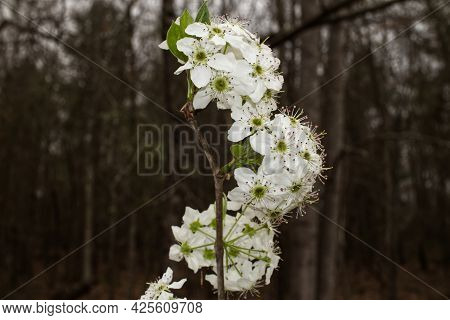 Dogwood Flowers On A Branch In The Spring In Georgia