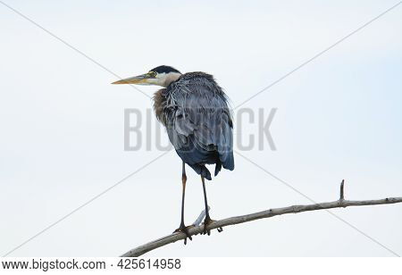 Great Blue Heron Hunkered Down On Tree Branch On Overcast Day Was Storm Clouds Move In