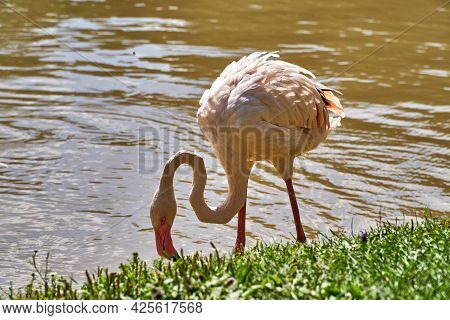 Flamingo Walks On The Pond. White And Pink Flamingos Near A Flock Of Pond In The Wild. Beautiful Bir