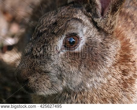 Rabbits Are Small Mammals In The Family Leporidae Of The Order Lagomorpha. Oryctolagus Cuniculus Inc