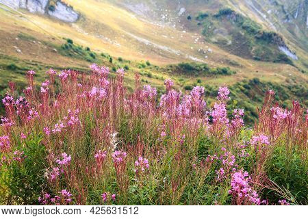 Growths Of Blooming Sally Aka Rose-bay, Or Willow-herb, Or Firetop, Or Epilobium Angustifolium On Ca