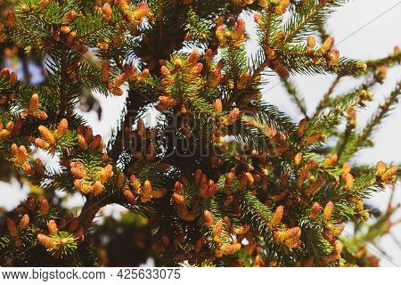 Blooming Spruce. Red Young Shoots On A Pine Tree. Flowering Branch Of A Fir Tree. Young Shoots On Sp