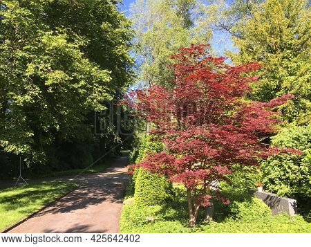 Park At Feldli Cemetery In Saint Gallen (park Auf Dem Friedhof Feldli In Sankt Gallen), St. Gallen -