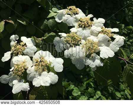 Flowers And Botanical Details At Feldli Cemetery In Saint Gallen (blumen Und Botanische Details Auf 