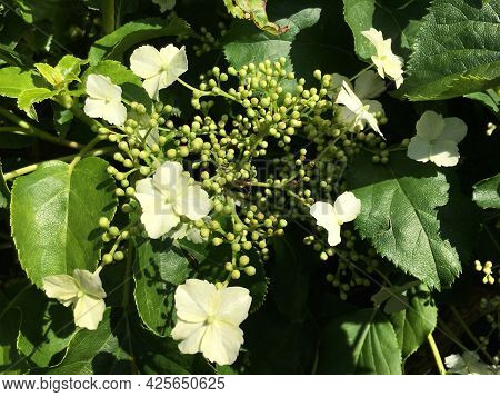 Flowers And Botanical Details At Feldli Cemetery In Saint Gallen (blumen Und Botanische Details Auf 