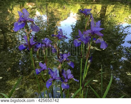 Flowers And Botanical Details At Feldli Cemetery In Saint Gallen (blumen Und Botanische Details Auf 