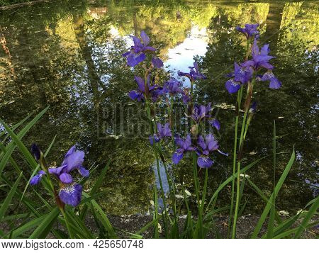 Flowers And Botanical Details At Feldli Cemetery In Saint Gallen (blumen Und Botanische Details Auf 