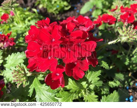 Flowers And Botanical Details At Feldli Cemetery In Saint Gallen (blumen Und Botanische Details Auf 