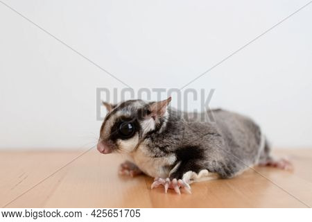 Cute Little Sugar Glider On Wooden Table And White Wall Background.