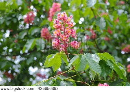 Chestnut Blooms In Pink Flowers In The Spring. Beautiful Flower Background