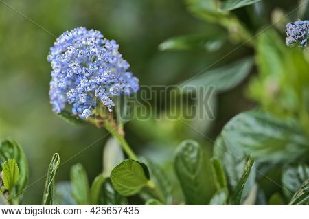 Beautiful Closeup View Of Single Spring Branch Of California Lilac (ceanothus Victoria) With Cluster
