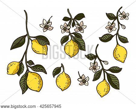 Juicy Yellow Lemon Vector Illustration Set. Vitamin Fresh Fruit Natural Organic Plant Collection. Tr