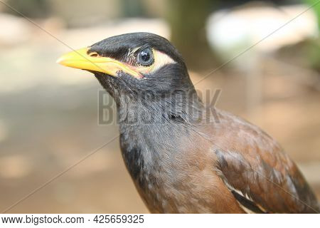 Common Myna (sturnus Tristis) Bird In Nature Portrait Of Common Myna In Nature Blur Background