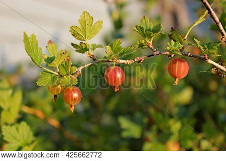 Gooseberry Berries Hang On A Green Bush