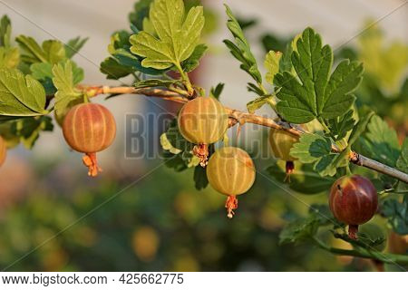 Gooseberry Berries Hang On A Green Bush