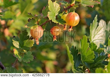 Gooseberry Berries Hang On A Green Bush