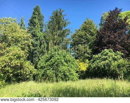 Landscape Of The Botanical Garden St. Gallen Or Landschaft Des Botanisches Garten St. Gallen, Schwei