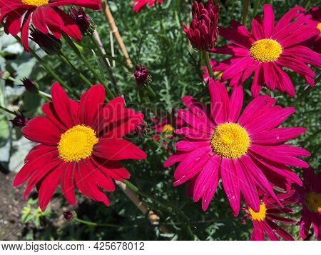 Picturesque Flowers And Exotic Plants In Botanical Garden Saint Gall (malerische Blumen Und Exotisch