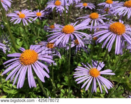 Picturesque Flowers And Exotic Plants In Botanical Garden Saint Gall (malerische Blumen Und Exotisch
