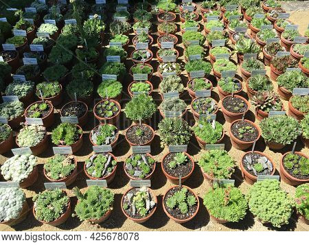 Picturesque Flowers And Exotic Plants In Botanical Garden Saint Gall (malerische Blumen Und Exotisch