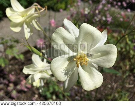 Picturesque Flowers And Exotic Plants In Botanical Garden Saint Gall (malerische Blumen Und Exotisch