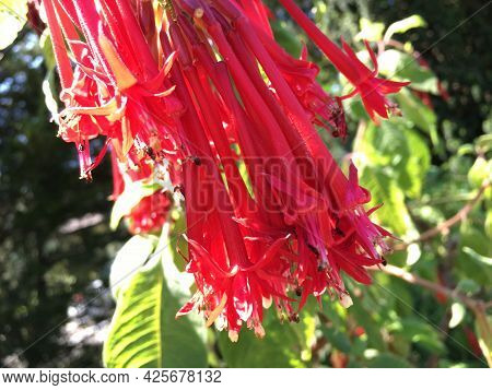 Picturesque Flowers And Exotic Plants In Botanical Garden Saint Gall (malerische Blumen Und Exotisch