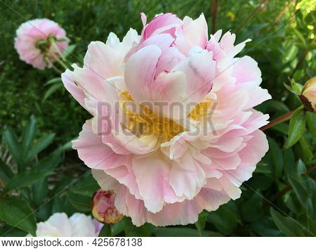 Picturesque Flowers And Exotic Plants In Botanical Garden Saint Gall (malerische Blumen Und Exotisch