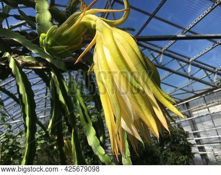 Flowers And Plants In Greenhouses Or In A Tropical House In Botanical Garden Saint Gall (blumen Und 