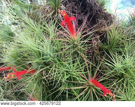 Flowers And Plants In Greenhouses Or In A Tropical House In Botanical Garden Saint Gall (blumen Und 