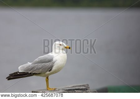A Seagull (a Ring-billed Gull) Seen In Profile As It Stands Up Straight On A Stone Surface.