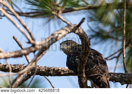 Hiding Red Shouldered Hawk Buteo Lineatus Bird Perched In A Tree Among Branches In Naples, Florida