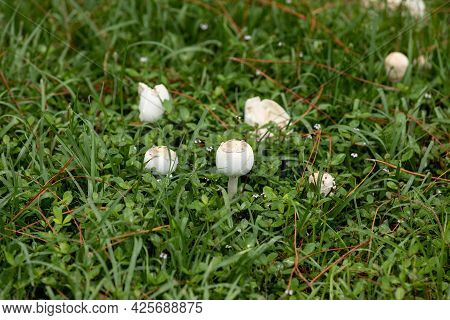 Green Spored Parasol Mushroom Chlorophyllum Molybdites Grows On A Lawn In Naples, Florida