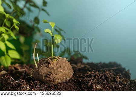 Guerrilla Gardening. Plants Sprouting From A Seedball. Seed Bombs On Blue Background. Copy Space