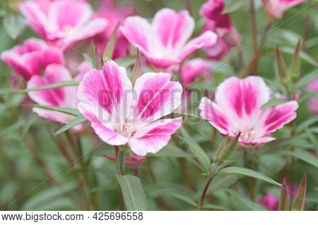 The Blooming Of The Flowers Of The Clarkia Plant Is Beautiful.