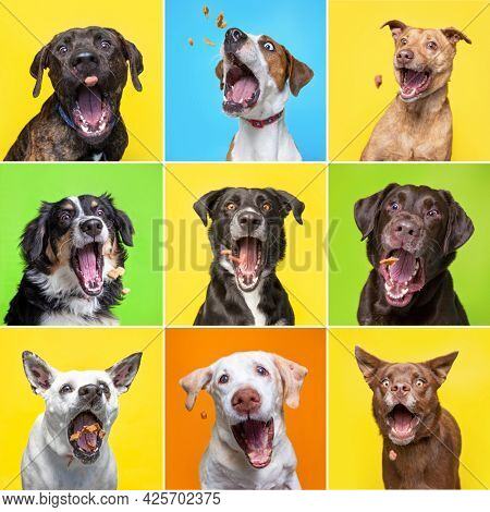 cute dogs catching treats in a studio shot collage on an isolated background