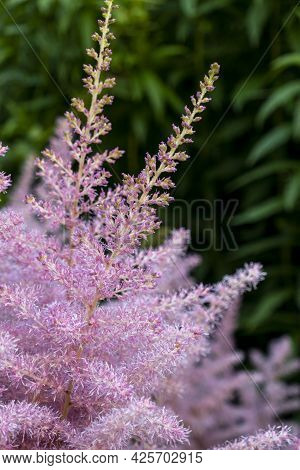 Pink Small Astilba Flowers Close-up. Delicate Pink Background Blurred. Selective Focus. High Quality