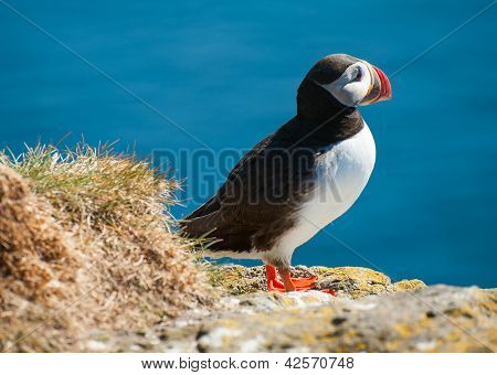 Papageitaucher (Fratercula Arctica) auf dem Felsen vor einem blauen Hintergrund. West-Fjorde im Island