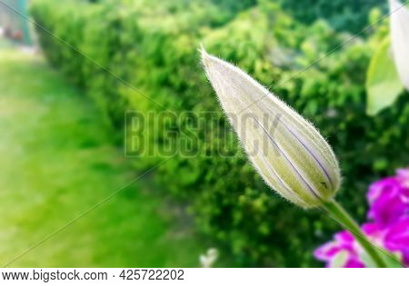 Pink Clematis Bud In Garden. Closep Flora. Frowth Flower, Start Blooming