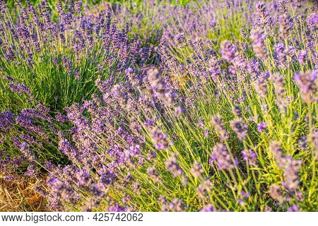 Avender Bushes On The Field At Sunrise. Wonderful Background. Purple Flowers.