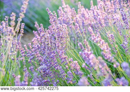 Avender Bushes On The Field At Sunrise. Wonderful Background. Purple Flowers.