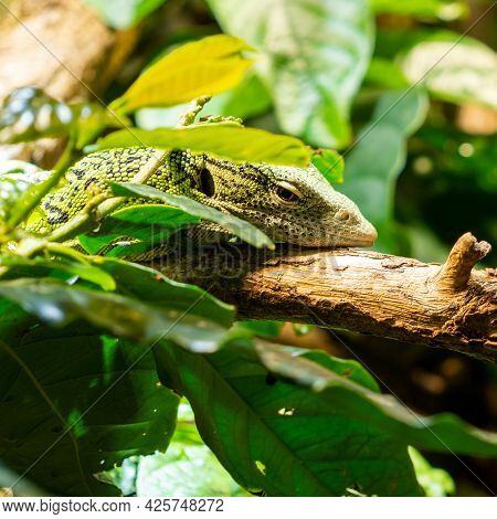 The Emerald Tree Monitor Or Green Monitor Lizard Is A Small To Medium Sized Tree Lizard. It Is Known