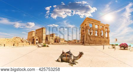 Philae Temple, Trajans Kiosk And A Camel, Beautiful Panorama, Aswan, Egypt