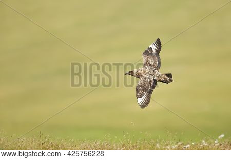Close Up Of Great Skua In Flight In Shetland Islands, Uk.