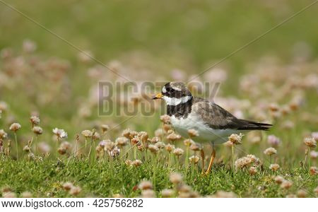 Ringed Plover (charadrius Hiaticula) In Pink Thrift On A Coastal Area Of Noss Island, Scotland.