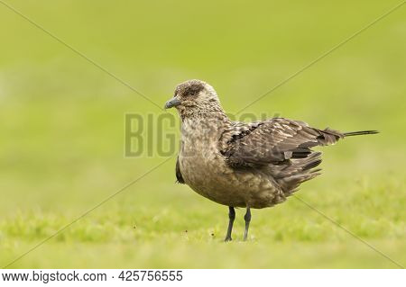 Close-up Of A Great Skua (stercorarius Skua) Bonxie In Meadow, Noss, Shetland, Uk.