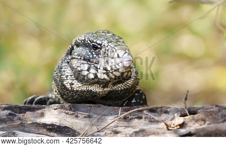 Close Up Of A Black And White Tegu (salvator Merianae), Pantanal, Brazil.