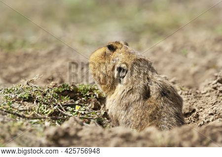 Close Up Of A Big-headed African Mole-rat, Bale Mountains, Ethiopia.