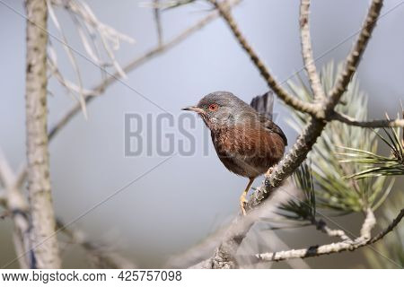 Close Up Of A Perching Dartford Warbler, Uk.